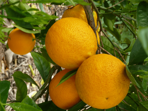 Oranges (Valencia)