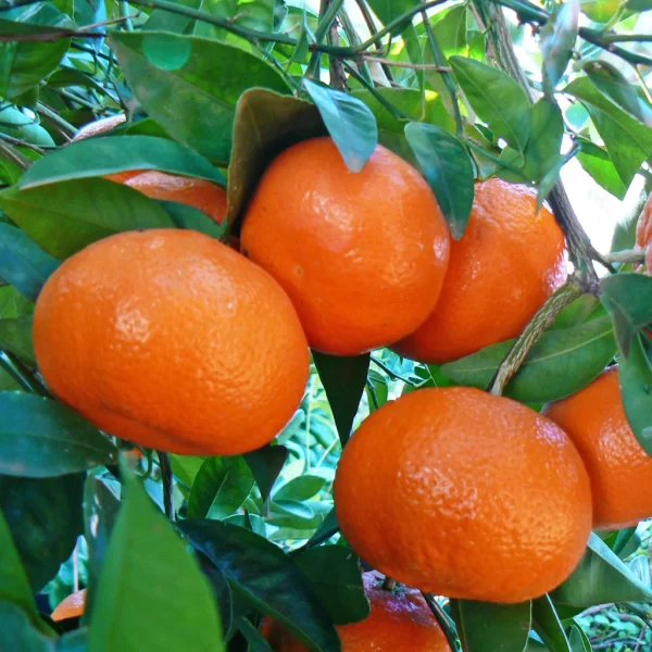 Mandarin